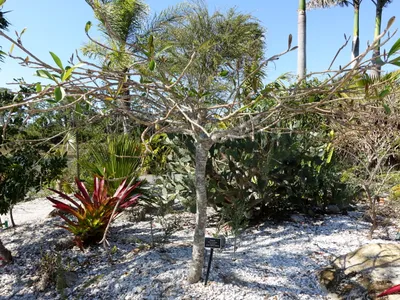 thumbnail plumeria stenopetala