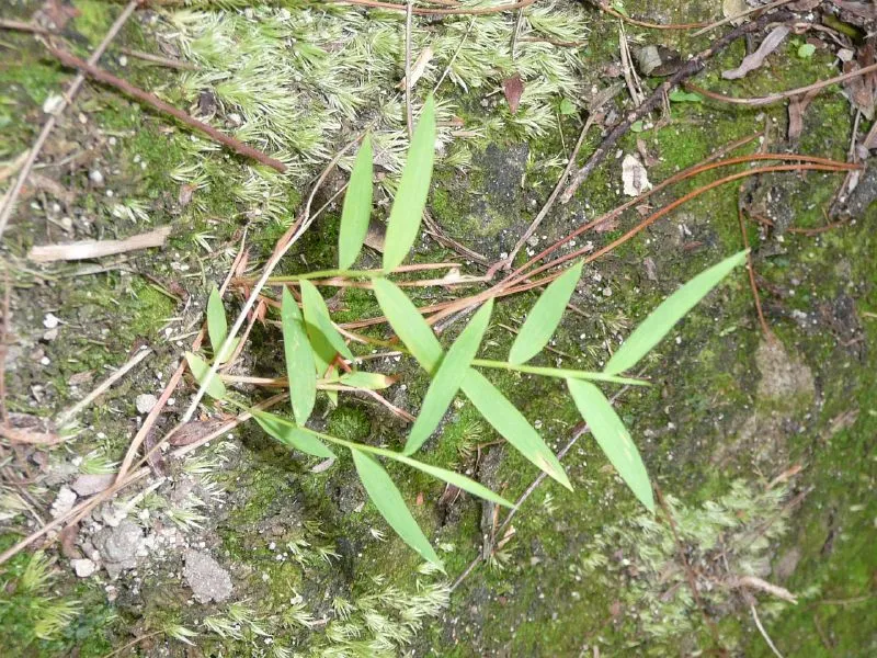 pogonatherum crinitum plant showing characteristic features
