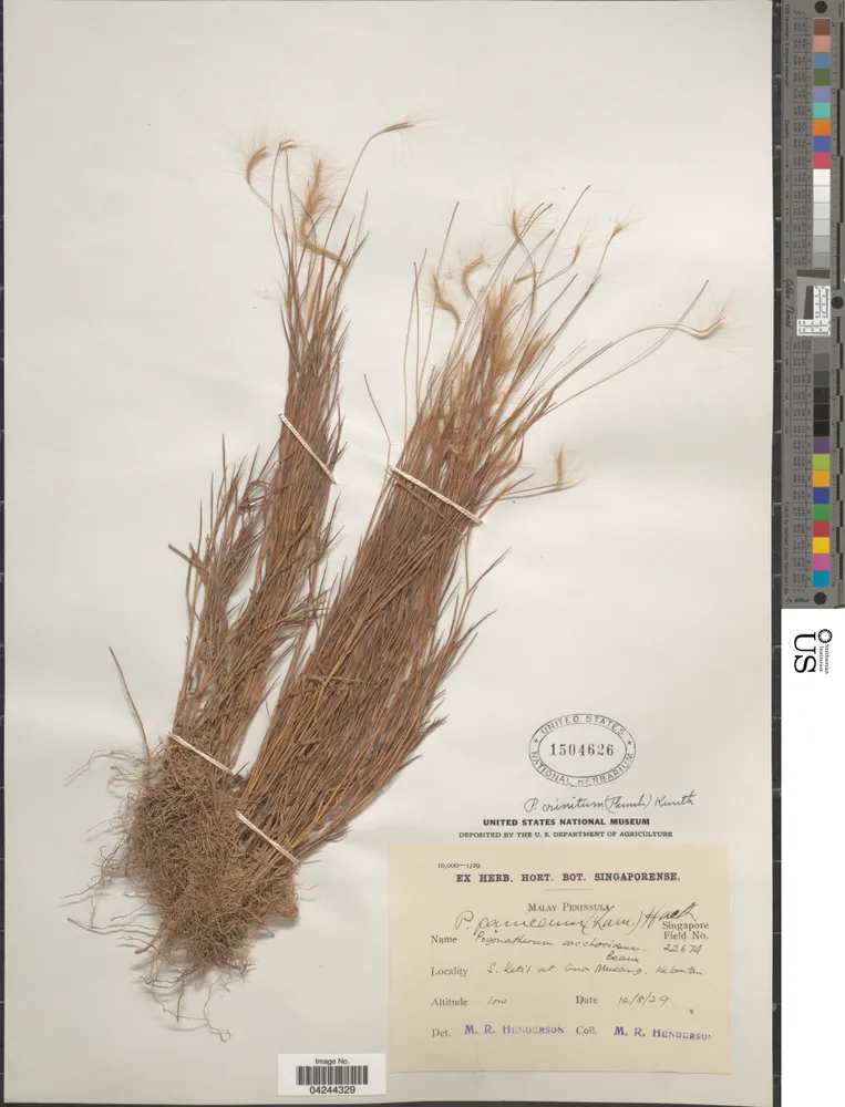 pogonatherum crinitum plant showing characteristic features