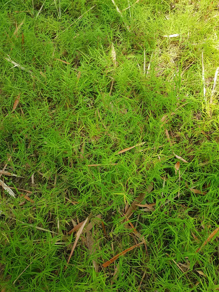 pogonatherum crinitum plant showing characteristic features
