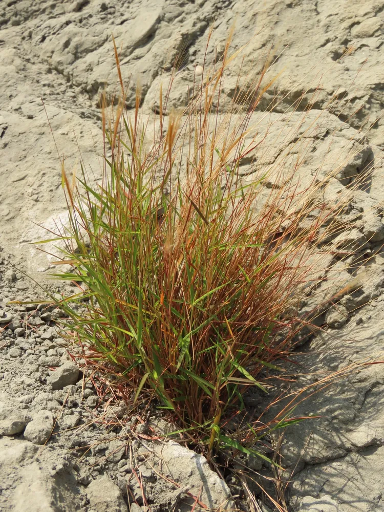 pogonatherum crinitum plant showing characteristic features