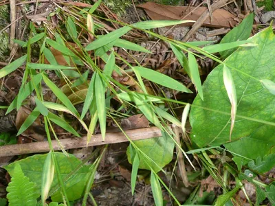 thumbnail pogonatherum crinitum