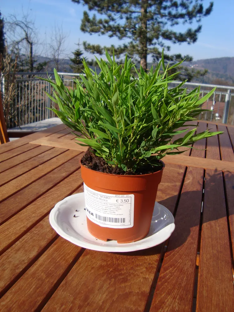 pogonatherum paniceum plant showing characteristic features