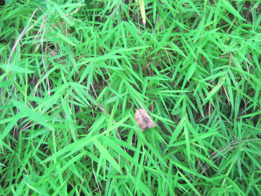 pogonatherum paniceum plant showing characteristic features