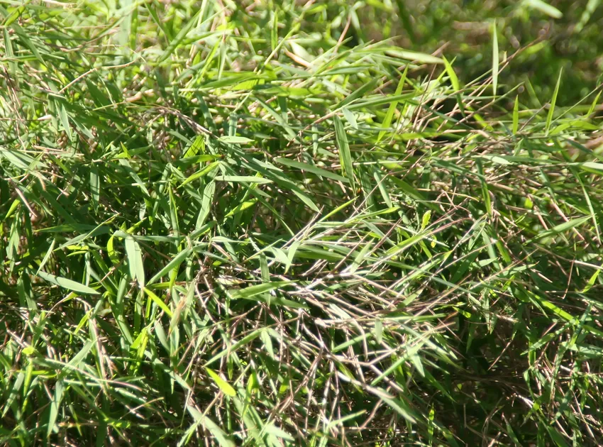 pogonatherum paniceum plant showing characteristic features