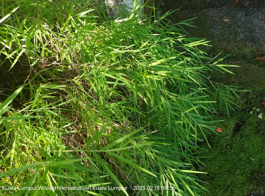 pogonatherum paniceum plant showing characteristic features