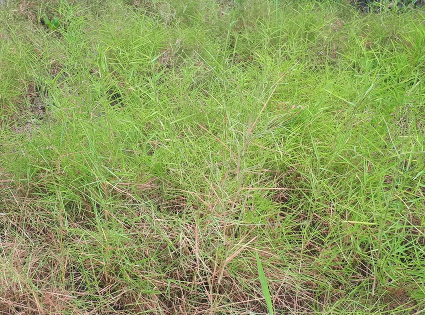 pogonatherum paniceum plant showing characteristic features