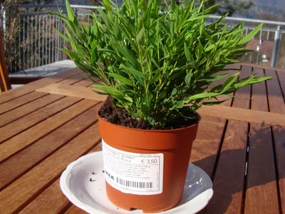 thumbnail pogonatherum paniceum