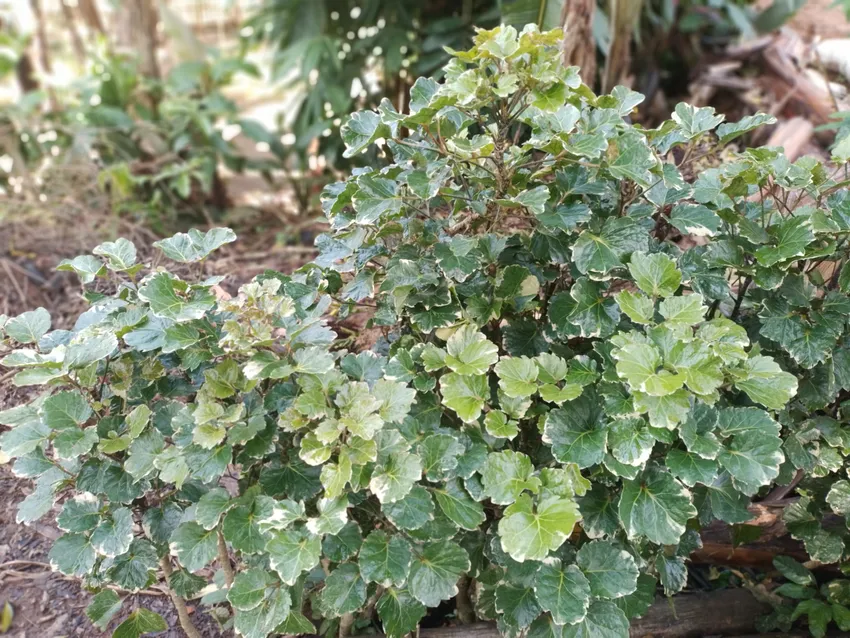 polyscias balfouriana plant showing characteristic features