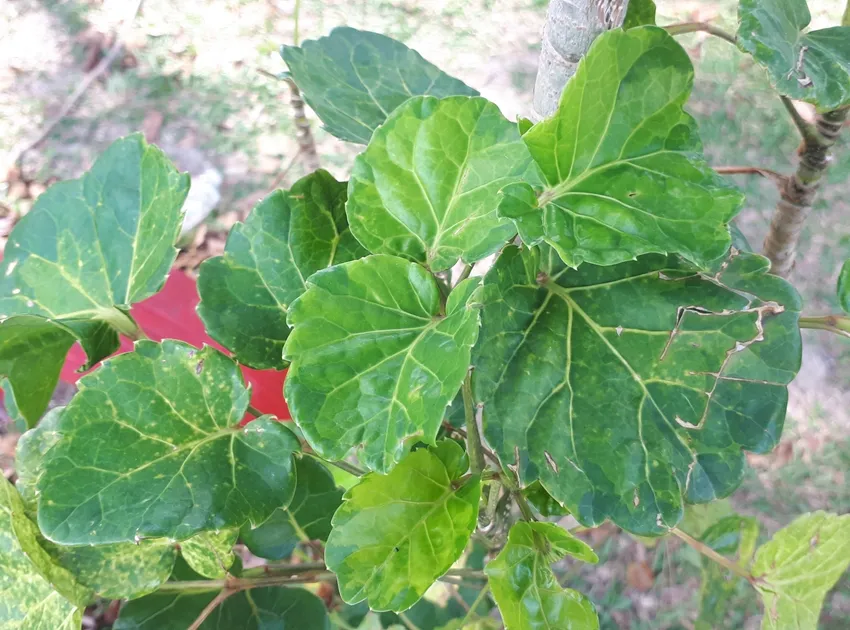 polyscias balfouriana plant showing characteristic features