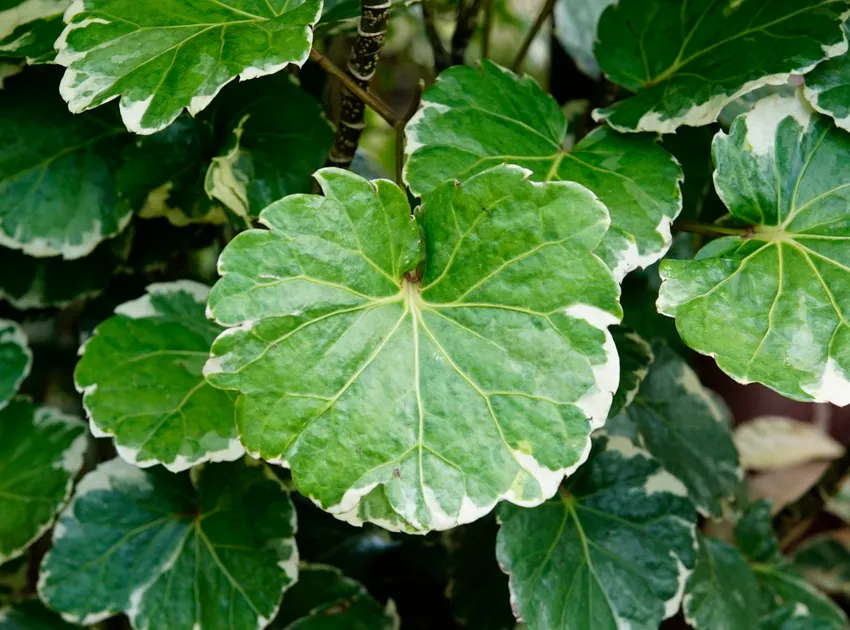 polyscias balfouriana plant showing characteristic features