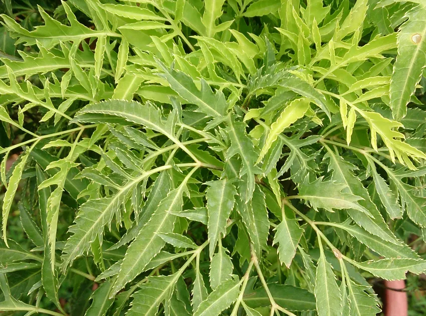 polyscias cumingiana plant showing characteristic features