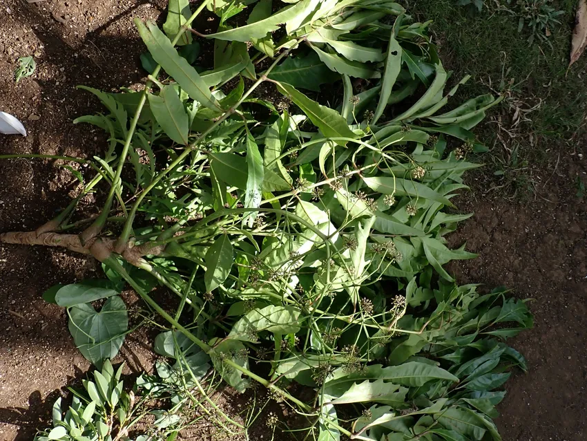 polyscias cumingiana plant showing characteristic features