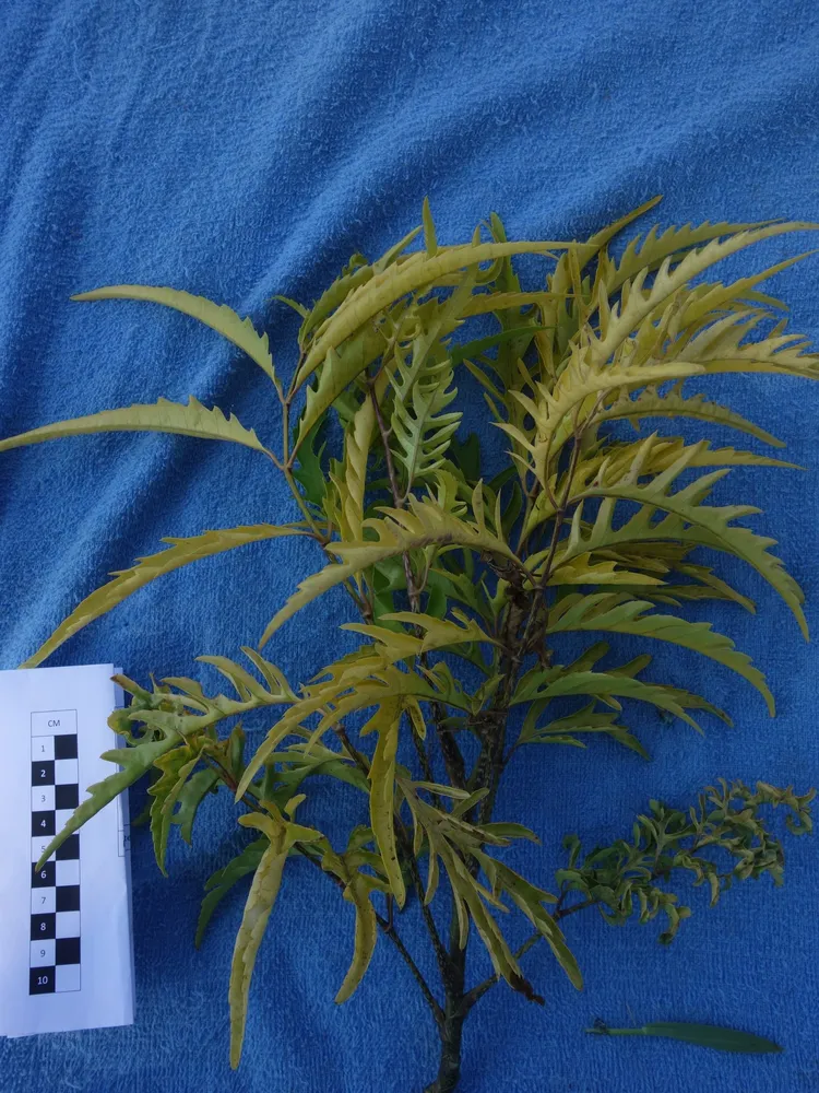 polyscias cumingiana plant showing characteristic features