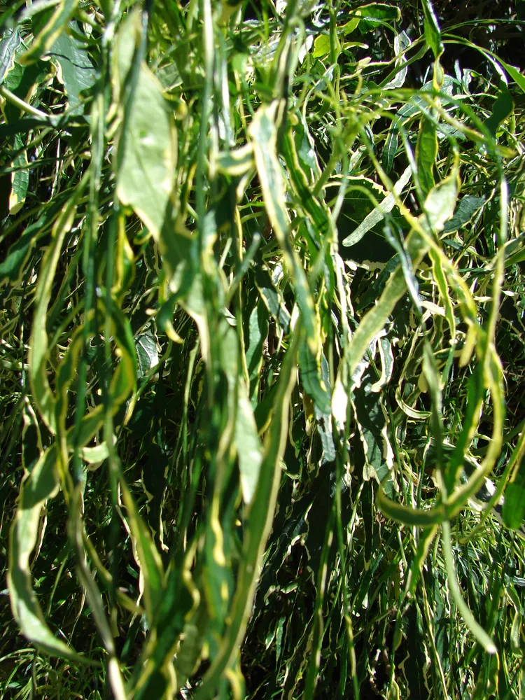 polyscias filicifolia plant showing characteristic features