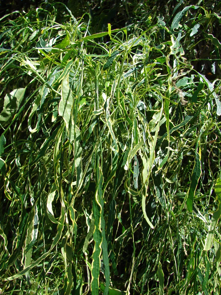 polyscias filicifolia plant showing characteristic features