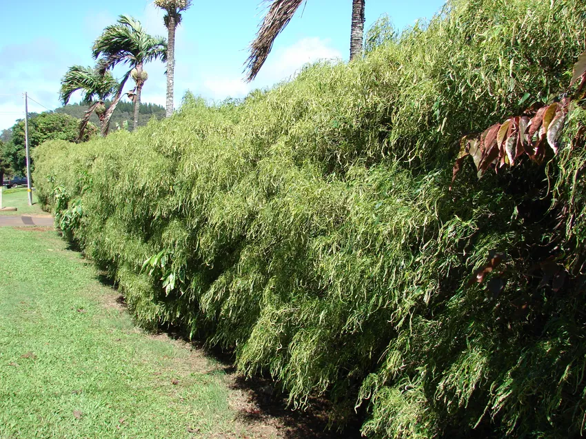 polyscias filicifolia plant showing characteristic features