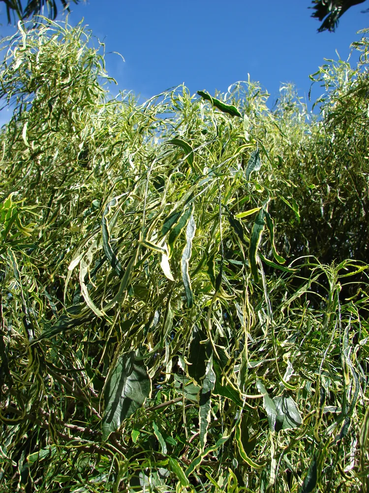 polyscias filicifolia plant showing characteristic features