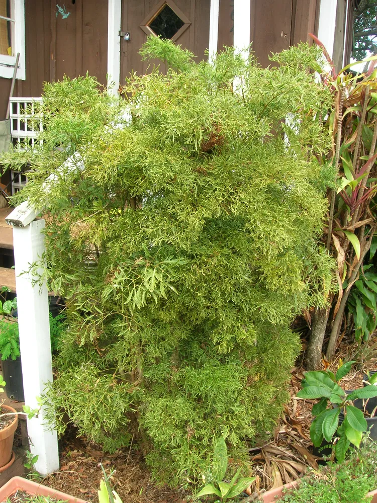 polyscias fruticosa plant showing characteristic features