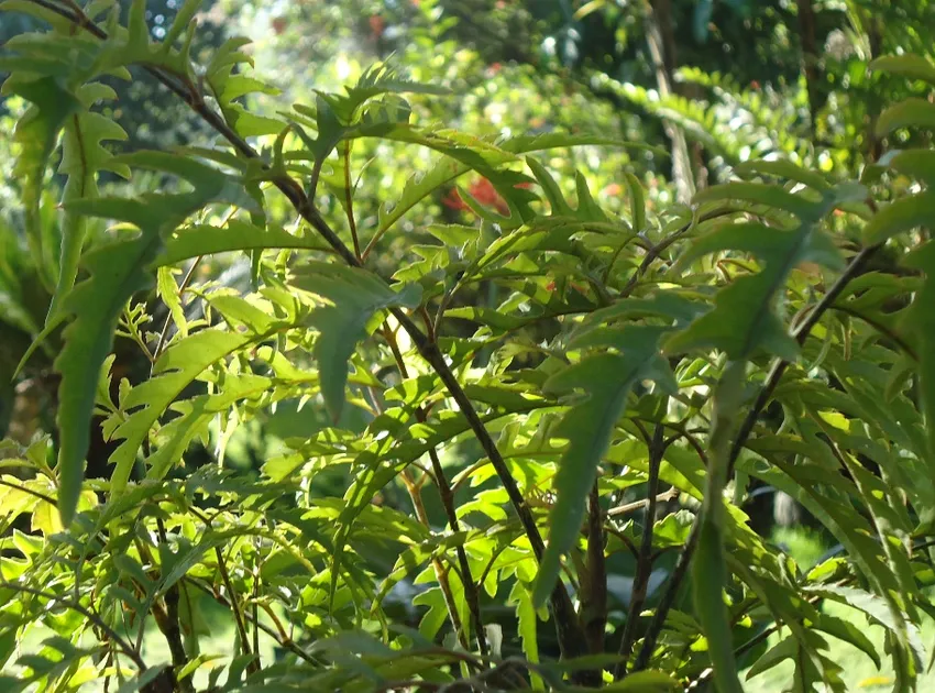 polyscias fruticosa plant showing characteristic features