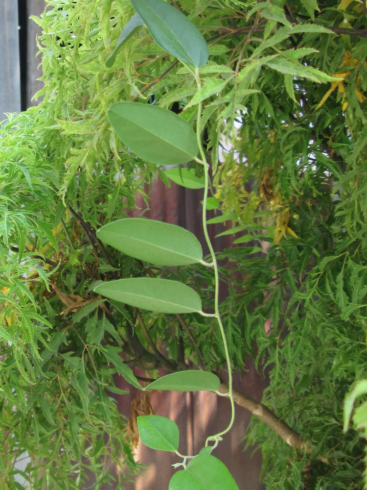 polyscias fruticosa plant showing characteristic features