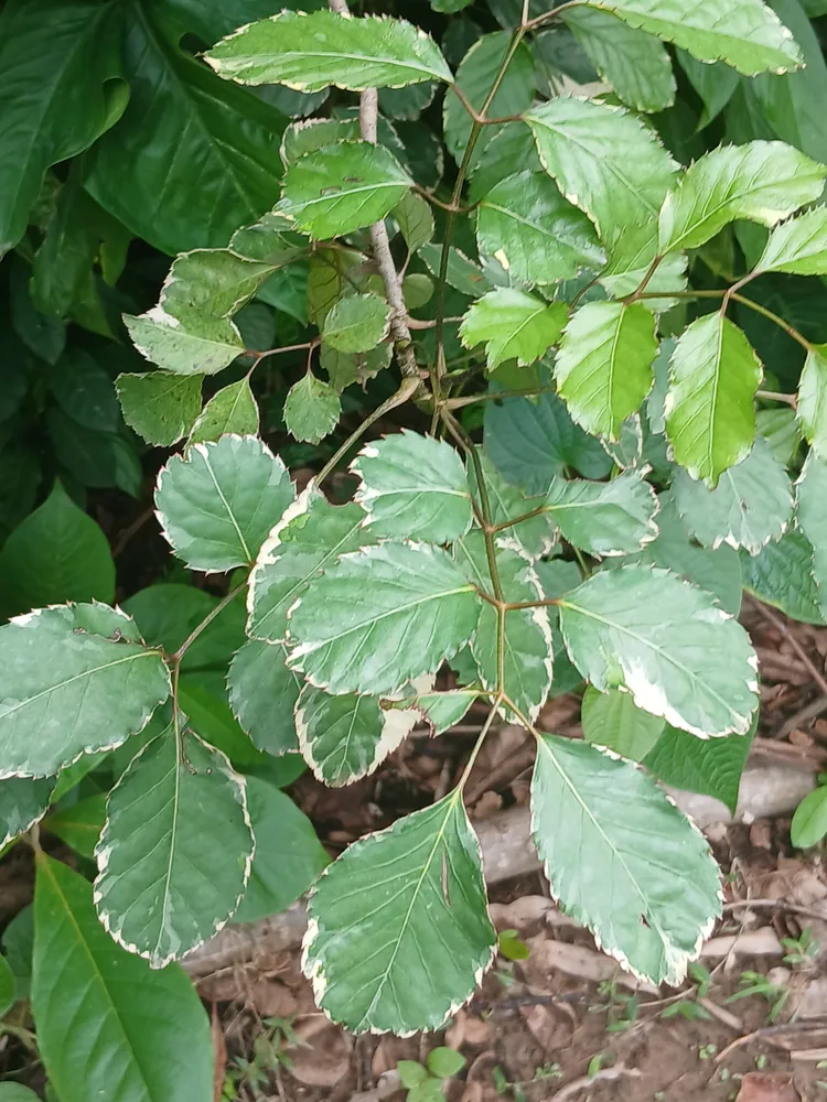 polyscias guilfoylei plant showing characteristic features