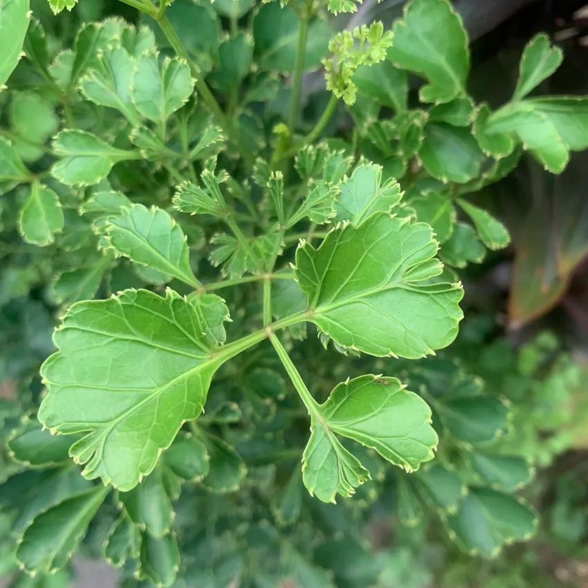 polyscias guilfoylei plant showing characteristic features