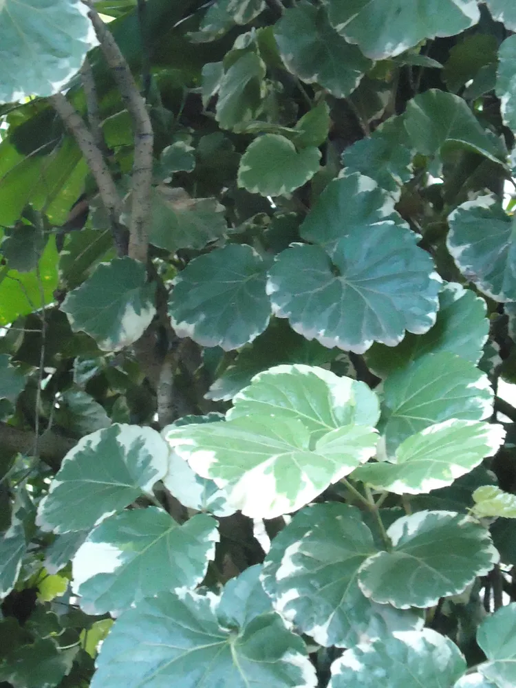 polyscias guilfoylei plant showing characteristic features