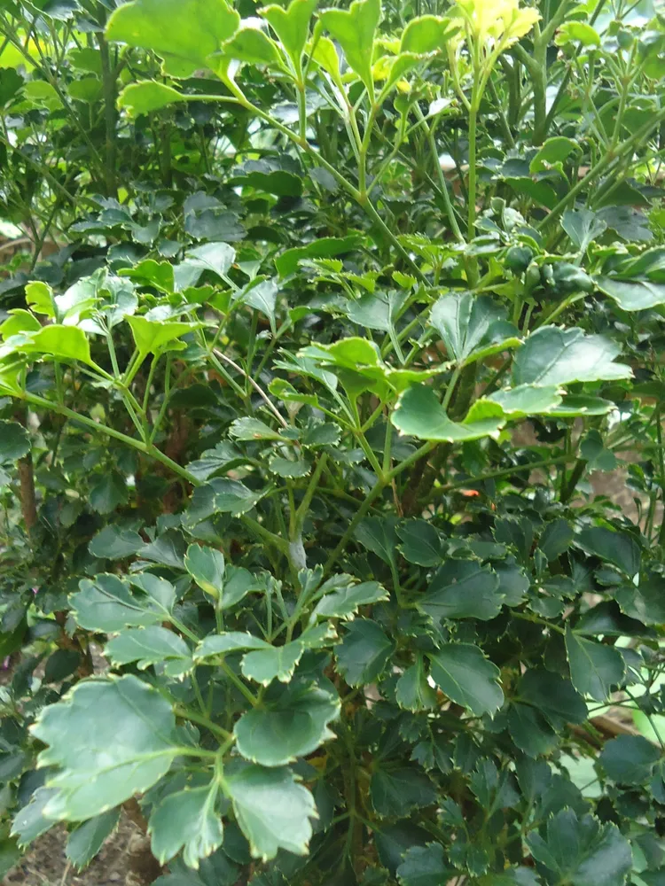 polyscias guilfoylei plant showing characteristic features