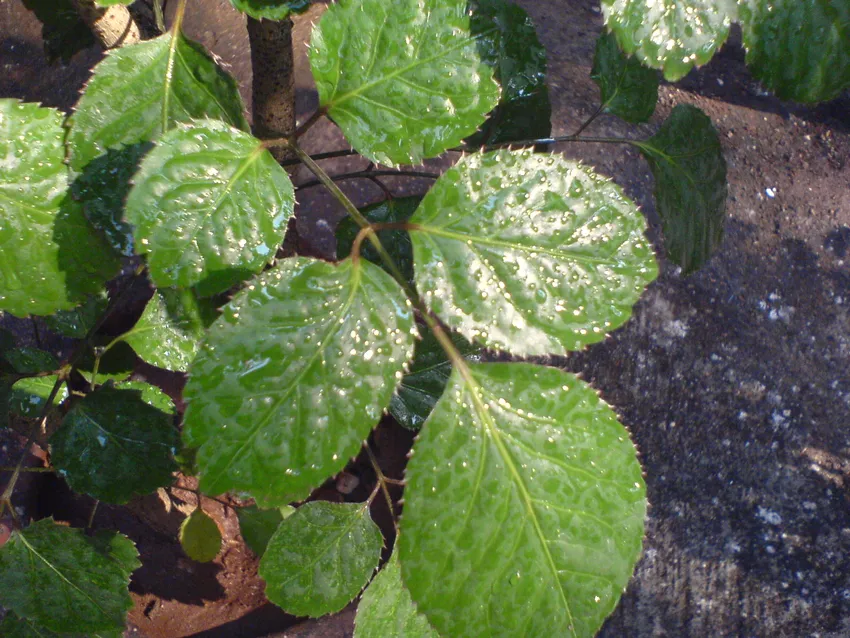 polyscias pinnata plant showing characteristic features