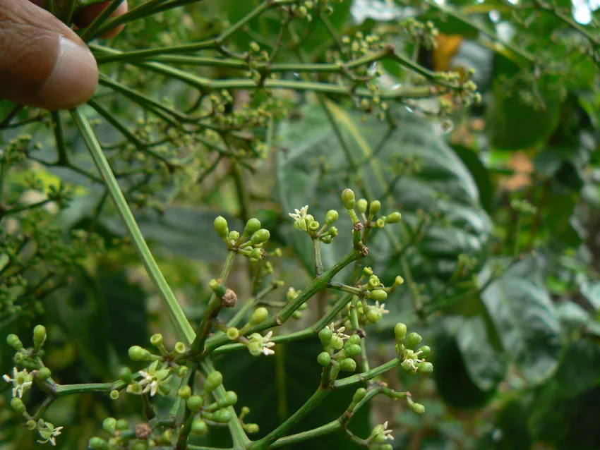 polyscias pinnata plant showing characteristic features