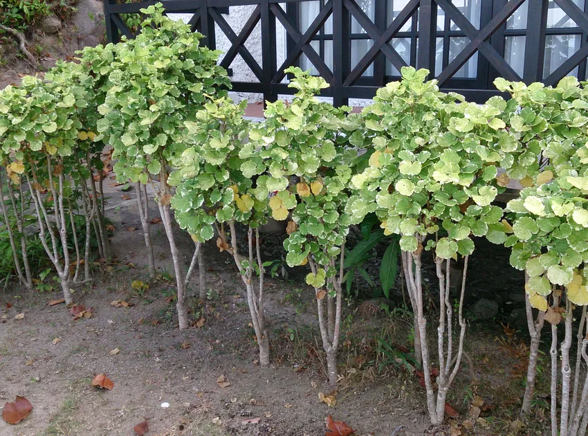 polyscias pinnata plant showing characteristic features