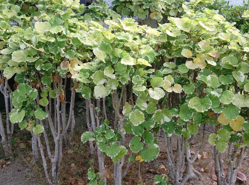 polyscias pinnata plant showing characteristic features