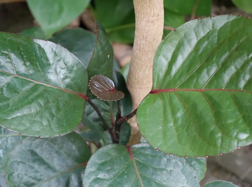 polyscias scutellaria plant showing characteristic features