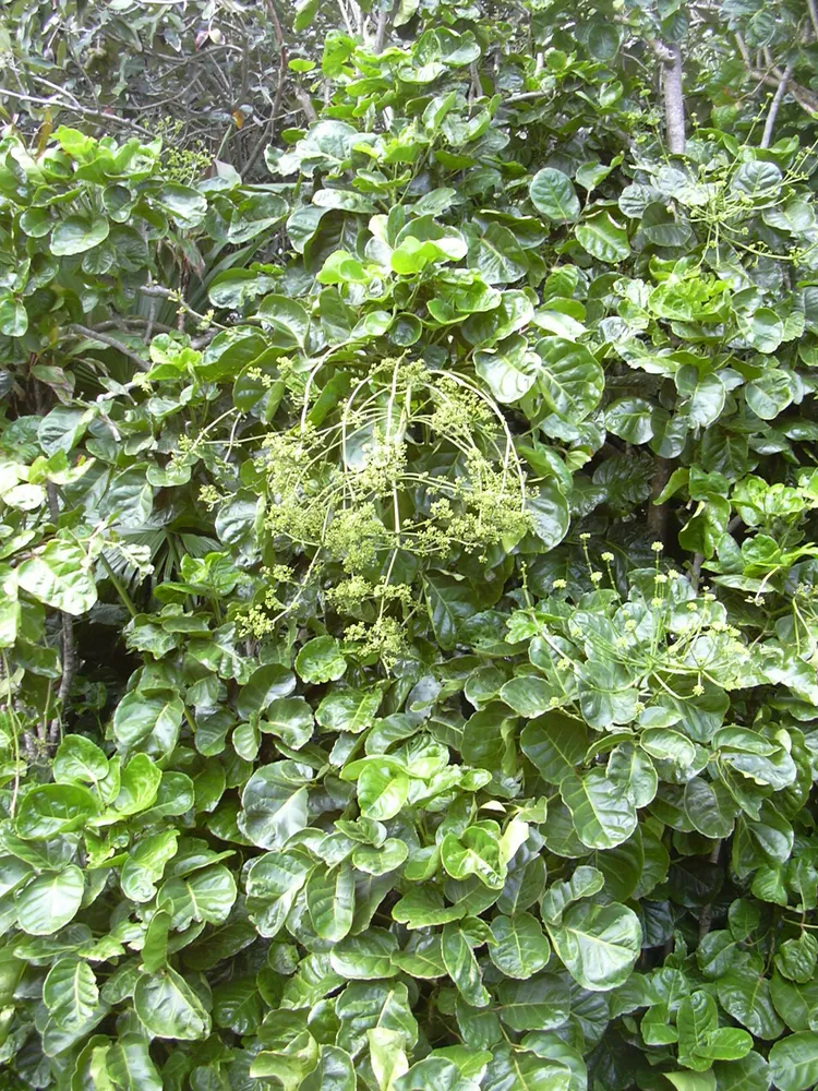 polyscias scutellaria plant showing characteristic features