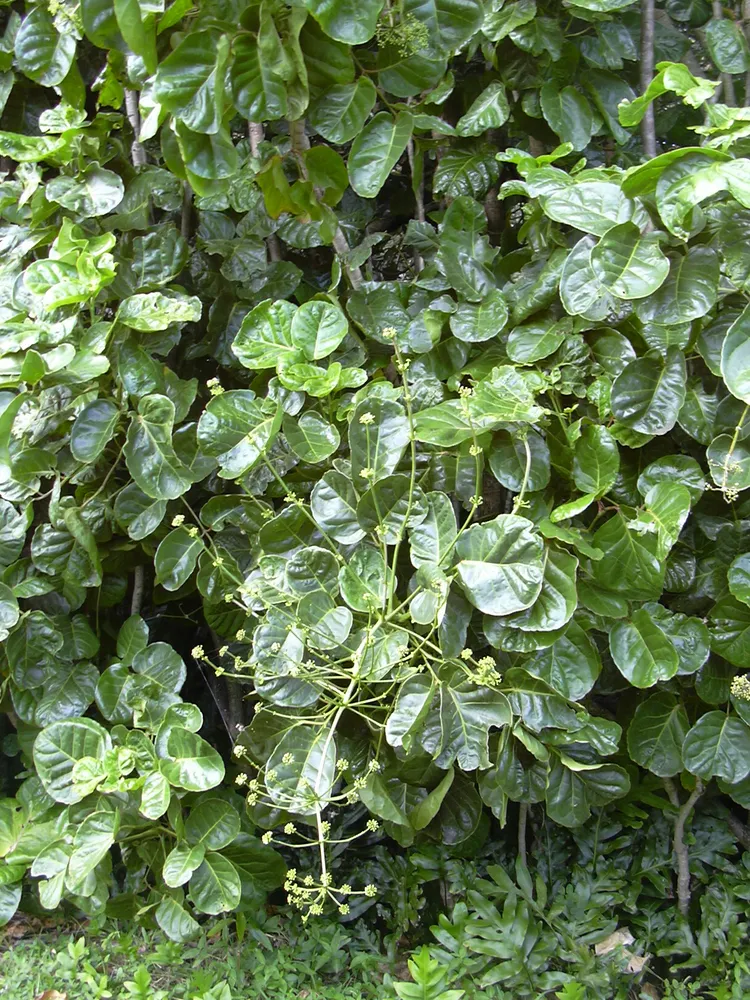 polyscias scutellaria plant showing characteristic features