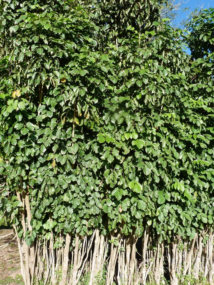 polyscias scutellaria plant showing characteristic features