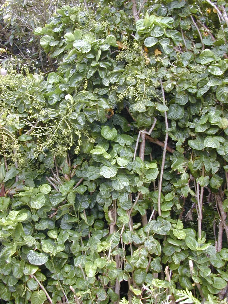 polyscias scutellaria plant showing characteristic features