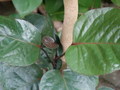 polyscias scutellaria thumbnail