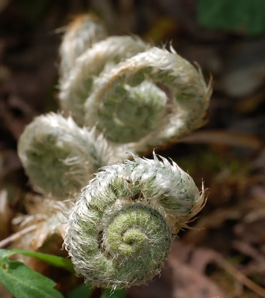 polystichum acrostichoides plant showing characteristic features