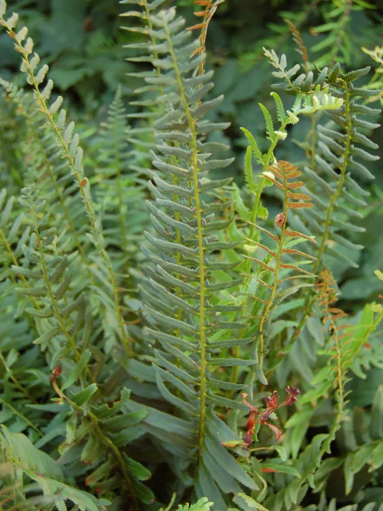 polystichum acrostichoides plant showing characteristic features