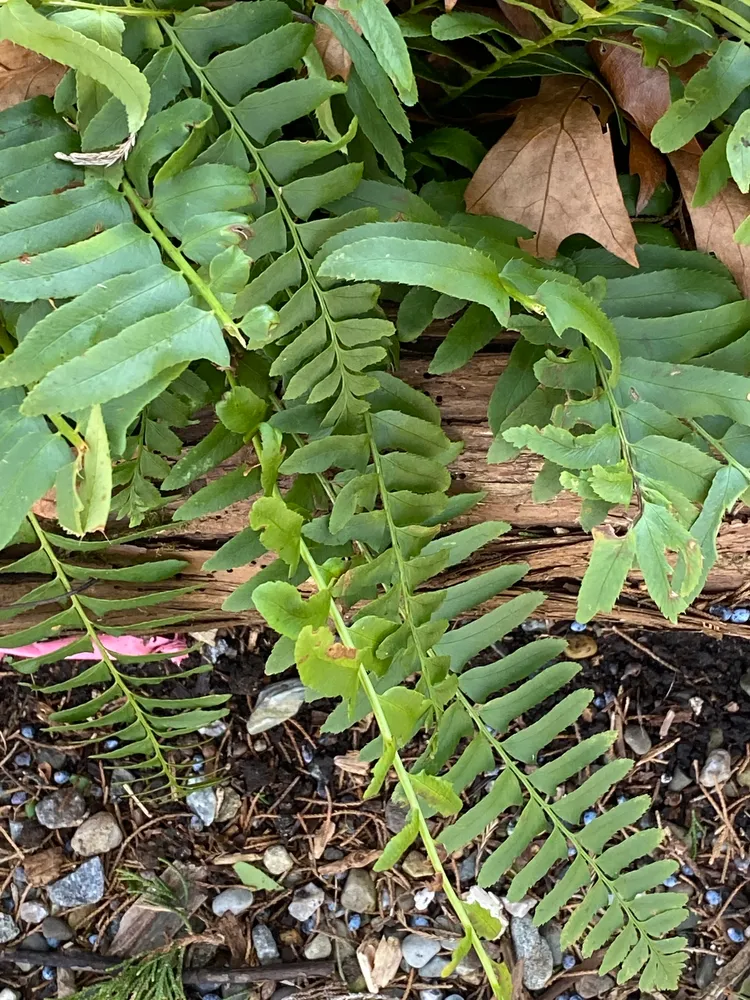 polystichum acrostichoides plant showing characteristic features
