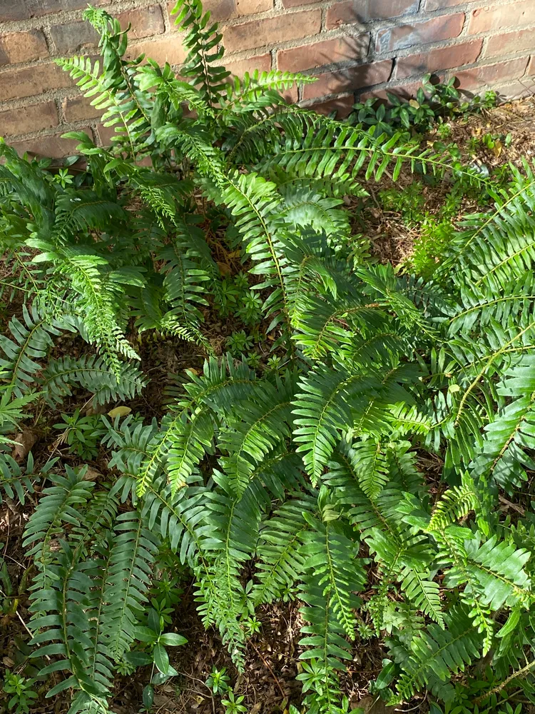 polystichum acrostichoides plant showing characteristic features