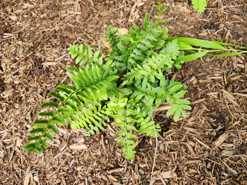polystichum acrostichoides plant showing characteristic features