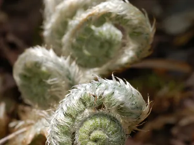 thumbnail polystichum acrostichoides