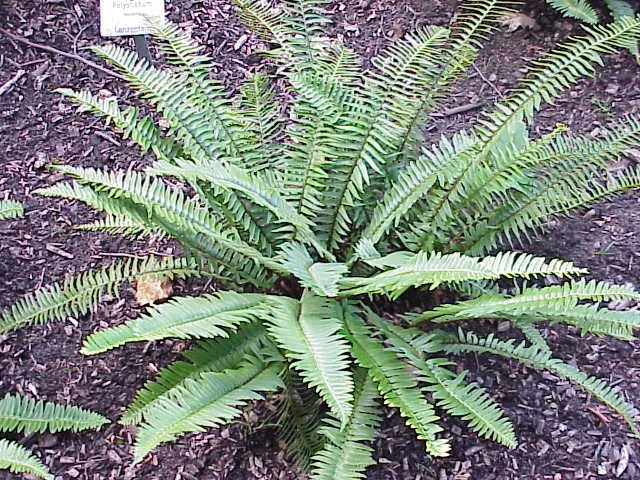 polystichum munitum plant showing characteristic features