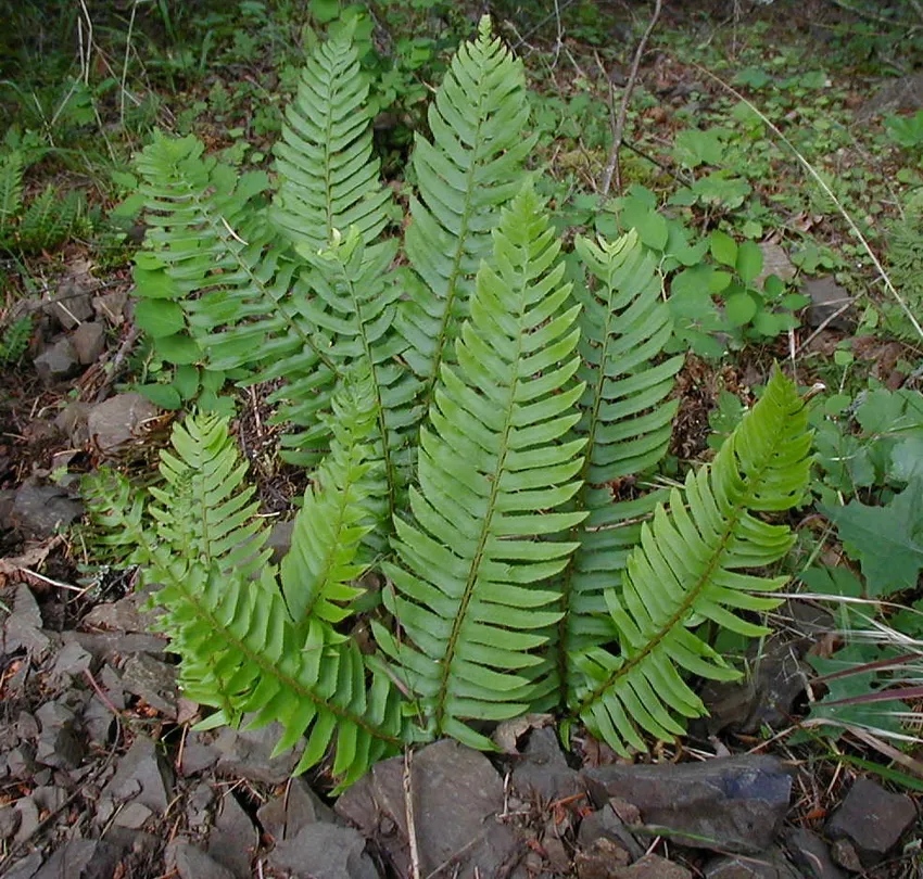 polystichum munitum plant showing characteristic features