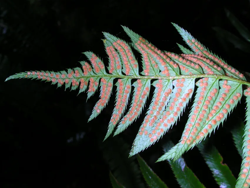 polystichum munitum plant showing characteristic features