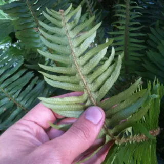 polystichum munitum plant showing characteristic features
