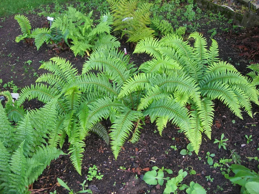 polystichum munitum plant showing characteristic features